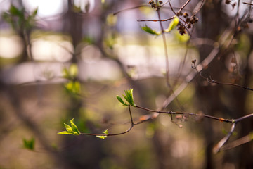 Flowering trees, leaves, spring Цветущие деревья , листья, весна