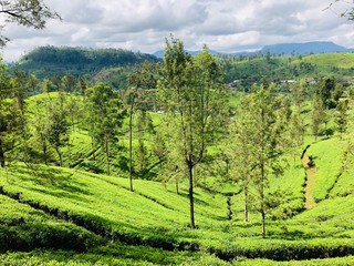 Fototapeta na wymiar Ceylon Tea Plantation stunning view