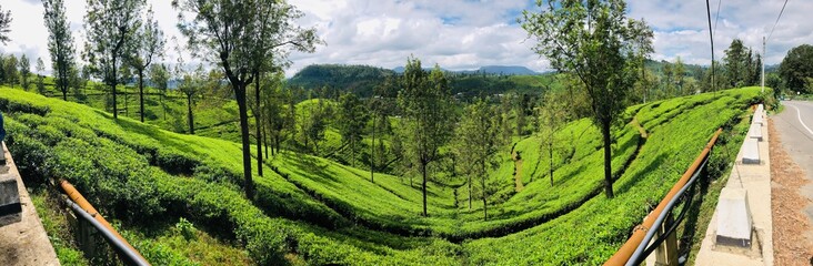Fototapeta na wymiar Ceylon Tea Plantation stunning view. Wallpaper