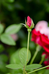 red china rose in the garden