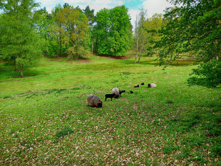 Heidschnucken in Schleswig-Holstein in Germany
