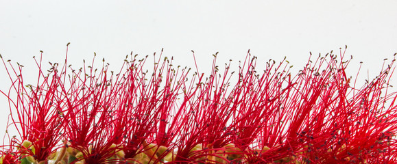 panoramic closeup of  red crimson hairs and bristles of a bottle brush tree. Callistemon. Isolated...