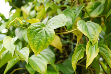 Betel leaf is very useful for health, can also be used as a traditional herb and medicine.