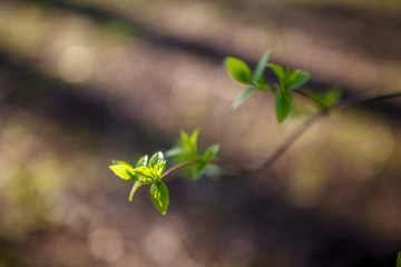 Flowering trees, leaves, spring Цветущие деревья , листья, весна