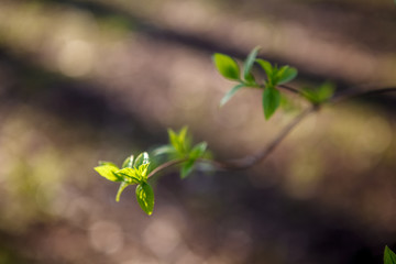 Flowering trees, leaves, spring Цветущие деревья , листья, весна