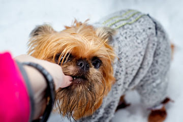 A small shaggy brown dog in the snow in winter and a woman's hand giving food. Pet Brussels Griffon on a walk in the Park or forest