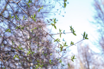 Flowering trees, leaves, spring Цветущие деревья , листья, весна