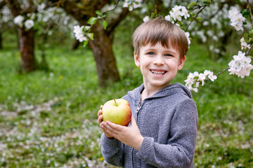 Boy with a green apple in a flowering garden. Against the background of green grass and forest flowers. On right.