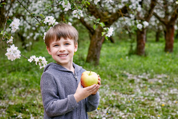 Boy with a green apple in a flowering garden. Against the background of green grass and forest flowers. Left.