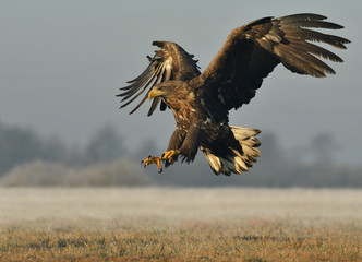 The white-tailed eagle Haliaeetus albicilla