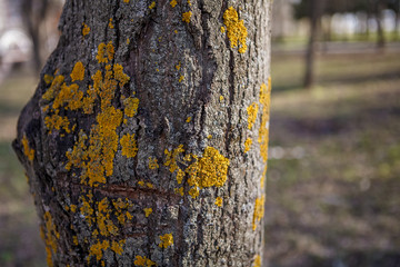 Fototapeta premium texture lime bark with fungus