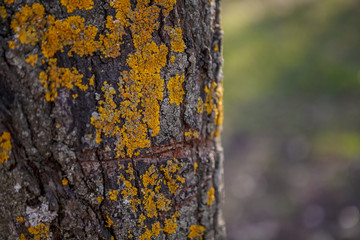 
texture lime bark with fungus