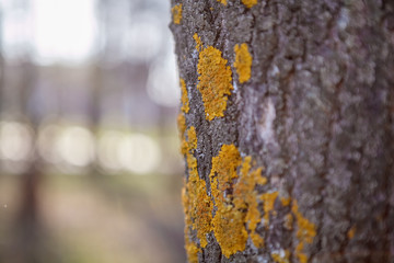 
texture lime bark with fungus