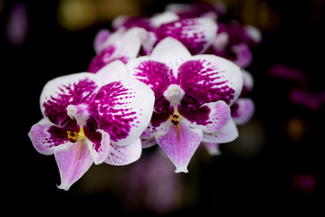 Fototapeta na wymiar Close up picture of moth orchid flowers blooming in the greenhouse. Macro. Orchid pattern. Orchid selective focused background