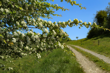 Fototapeta na wymiar Blooming white trees on a background of a spring landscape