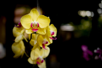 Naklejka na ściany i meble Close up picture of Yellow Cymbidium Orchids (boat orchid) flowers blooming in the greenhouse. Macro. Orchid pattern. Orchid selective focused background