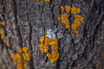 
texture lime bark with fungus