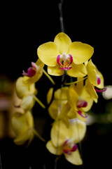Fototapeta na wymiar Close up picture of Yellow Cymbidium Orchids (boat orchid) flowers blooming in the greenhouse. Macro. Orchid pattern. Orchid selective focused background