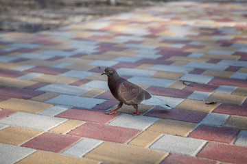 
pigeons on the background of paving stones