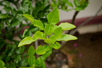 Kaffir lime leaf on trees