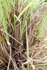 Close up lemon grass plantation in garden