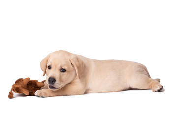 Labrador puppy dog playing with toy on a white background