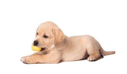 Labrador puppy with his toy on a white background