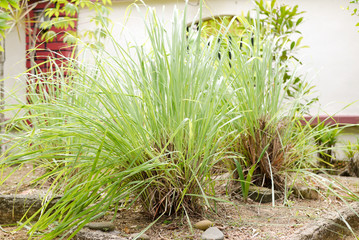 Close up lemon grass plantation in garden