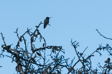 small bird posing in a tree