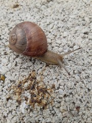 snail on the road