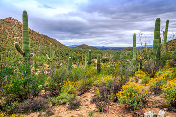 Fototapeta na wymiar Saguaro Cactus Fields, Saguaro National Park, Arizona