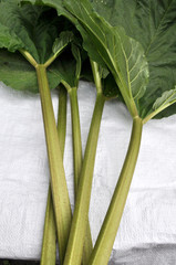 Collected rhubarb petioles
