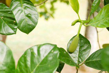 Fresh jackfruit tree and their leaf in background. young Jackfruits.In the garden