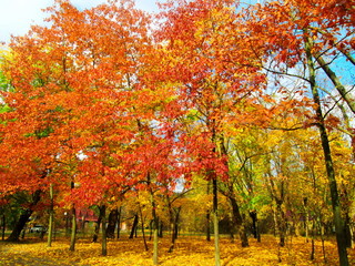 Naklejka premium autumn in the park