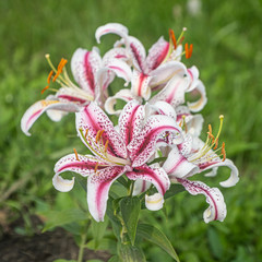 Oriental Lily Dizzy white flowers adorned with raspberry-red stripes at the middle of each slightly...