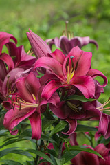 Blooming dark fuschia lilies growing in the garden. Dark pink asian hybrid lily flowers on a blurred green grass background.