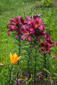 A group of dark fuschia lilies againstone yellow lilly growing in the garden. Dark pink asian hybrid lily flowers on a blurred green grass background.