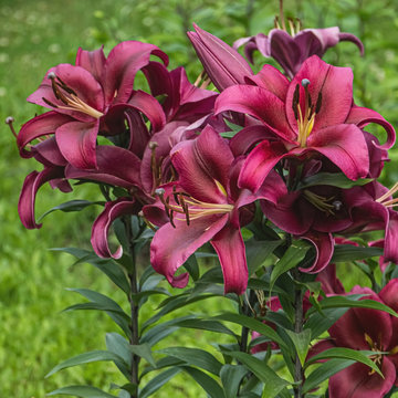 Blooming dark fuschia lilies growing in the garden. Dark pink asian hybrid lily flowers on a blurred green grass background.