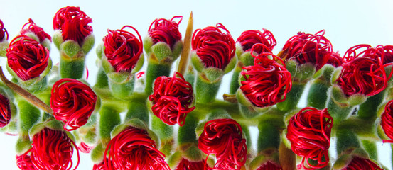panoramic closeup of unopened red crimson hairs and bristles of a bottle brush tree flower. Callistemon. Isolated on a white background.