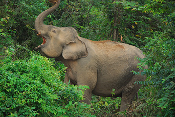 Słoń azjatycki - obrazy, fototapety, plakaty