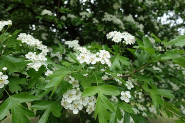 Fresh green leaves and white flowers of Crataegus monogyna in May