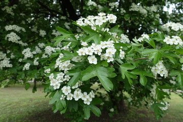 Green leaves and white flowers of Crataegus monogyna in May
