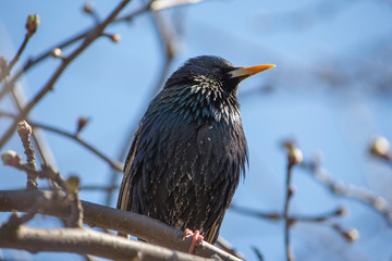 a black Starling sits on a branch in spring in Sunny weather