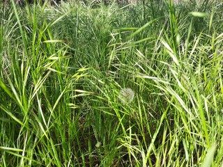 Fototapeta premium green grass background
