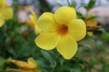 Obraz premium yellow flowers