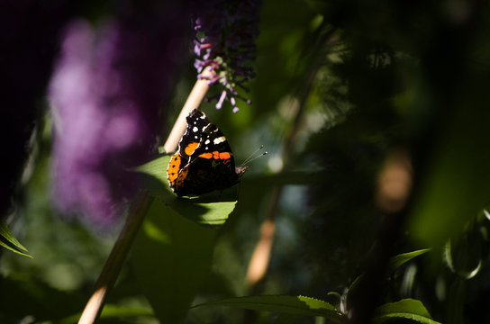 Butterfly close-up