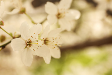 Closeup view of blossoming tree outdoors on spring day