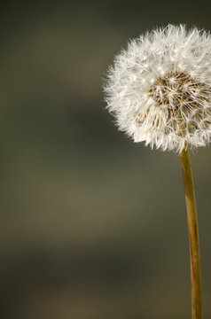 Dandelion