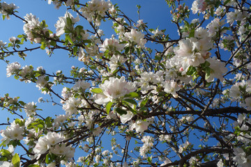 Flowering apple branches in early spring
