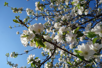 Flowering apple branches in early spring